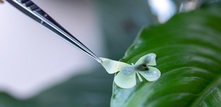 Leaf Leaf
